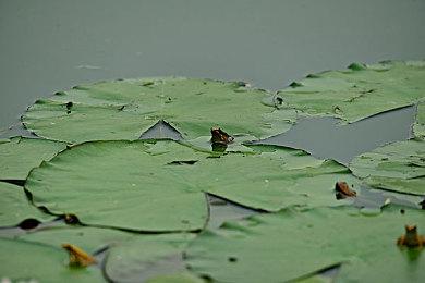 《杰克与达斯特》初代与二代自制PC移植版即将发布
